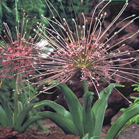 花火を思わせる花姿 アリウム シューベルティ 1球入