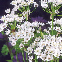 珍しい花姿が人気 アリウム ネアポリタナム 8球入