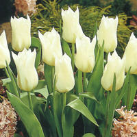チューリップ ホワイトトライアンファター 8球入