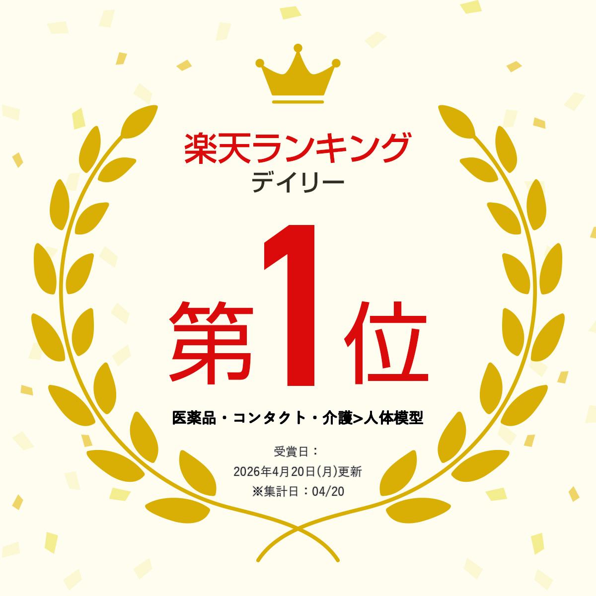 【国際規格認証品】 等身大 人体模型 骨格模型...の紹介画像2