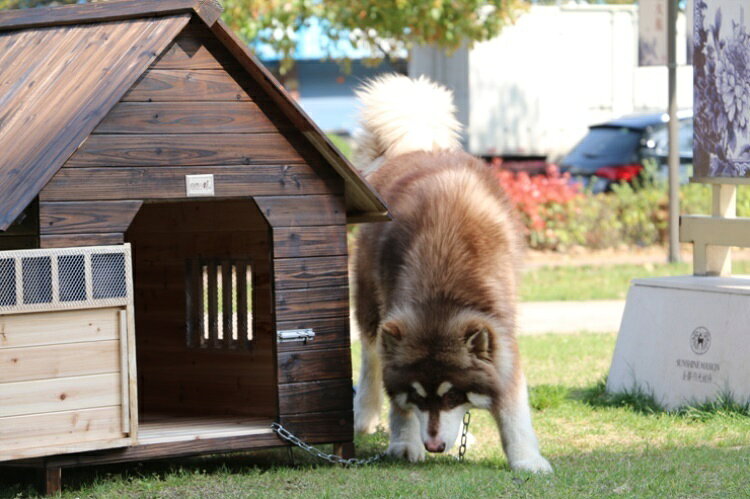 ZMSHOPのLサイズ犬舎 猫舎 犬小屋 猫小屋 ペット屋 PET HOUSE DIY組み立て　木製 ドア付き 室内屋外犬舎 ペット用 小屋 屋外 中型犬 大型用 ドッグハウス ペットハウス｜アングル2