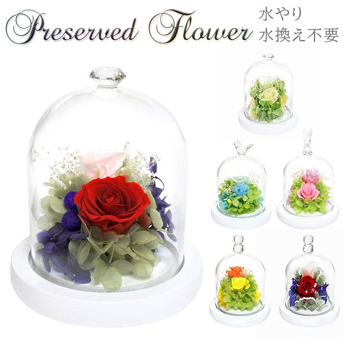 モチーフドームアレンジメント／バックヤードファミリー（BACKYARD FAMILY）