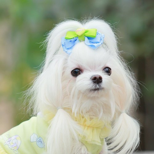 GODPIVA スターキャンディバレッタ/ゴッドピバ(GODPIVA)