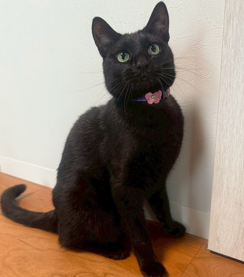 CAT蓄光ラインカラー／バーディ（BIRDIE）