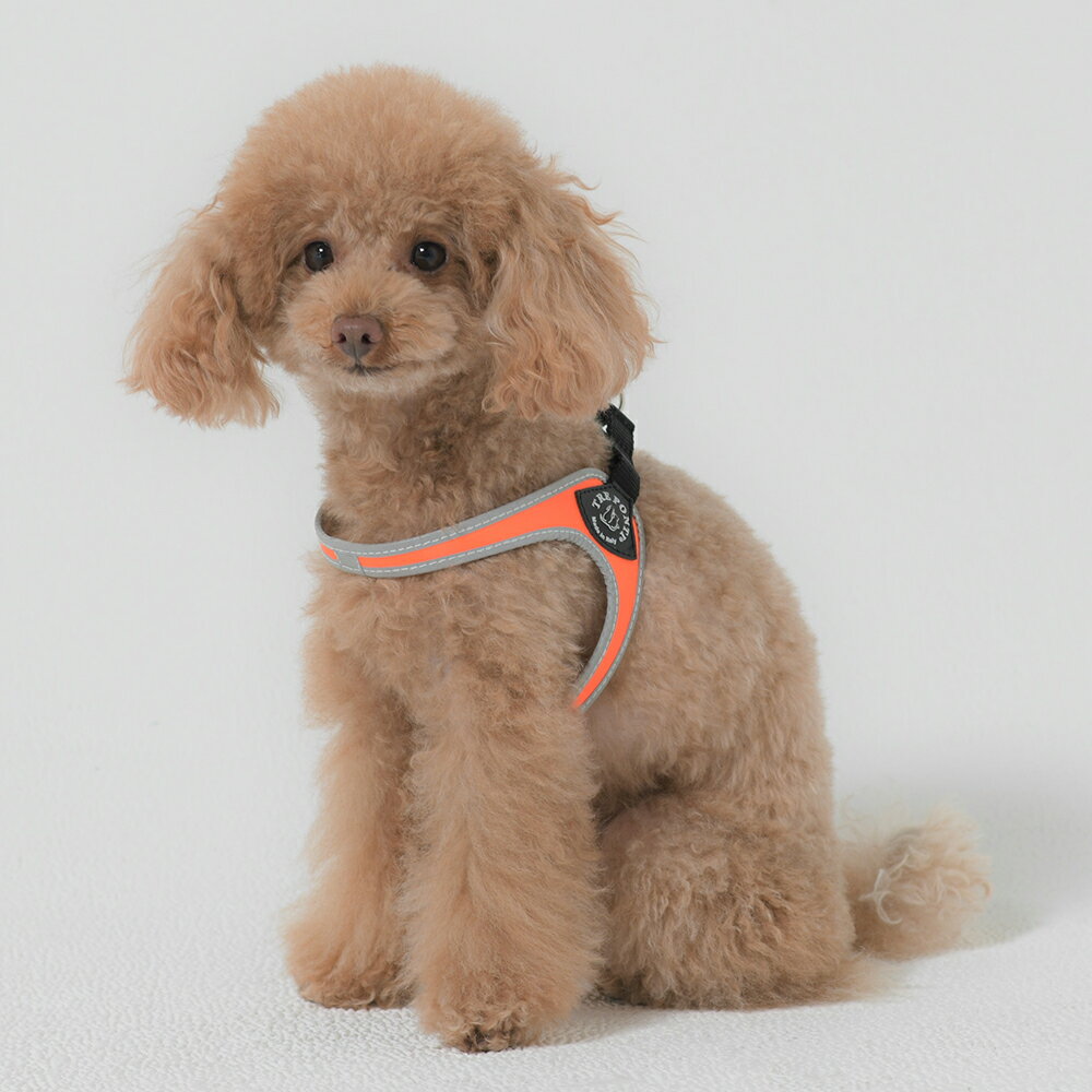 フィッビア　フルオ【2号　2.5号】／トレポンティ（TRE PONTI...(4)