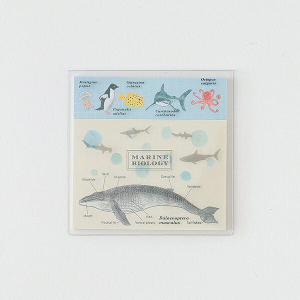 クリアカバー付箋（海洋生物学）／スタディホリック（STUDY HOLIC）