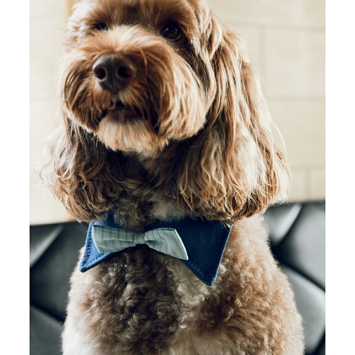 【comif(コミフ)×ROPE' PICNIC】【DOG】襟付き蝶ネクタイ／ロペピクニックパサージュ（ROPE' PICNIC PASSAGE）