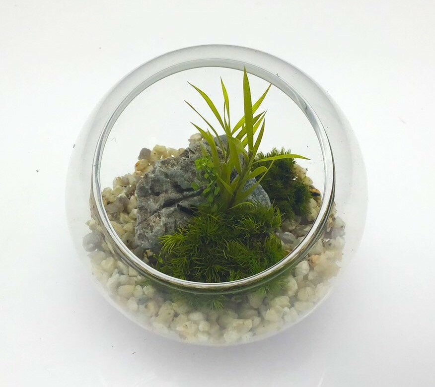 枯れない苔テラリウム 苔プリ 8cmナチュラル／パレット（Palette）