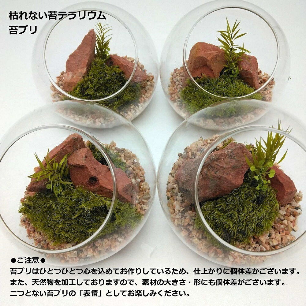 枯れない苔テラリウム 苔プリ 10cm レッドロックローズピンク／パレット（Palette）