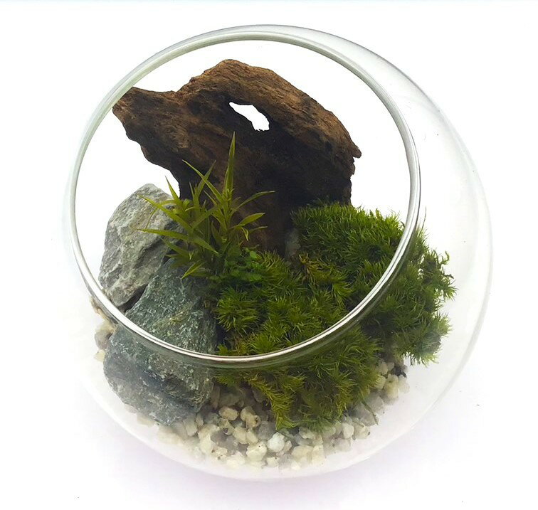 枯れない苔テラリウム 苔プリ 12cmウッドナチュラル／パレット（Palette）