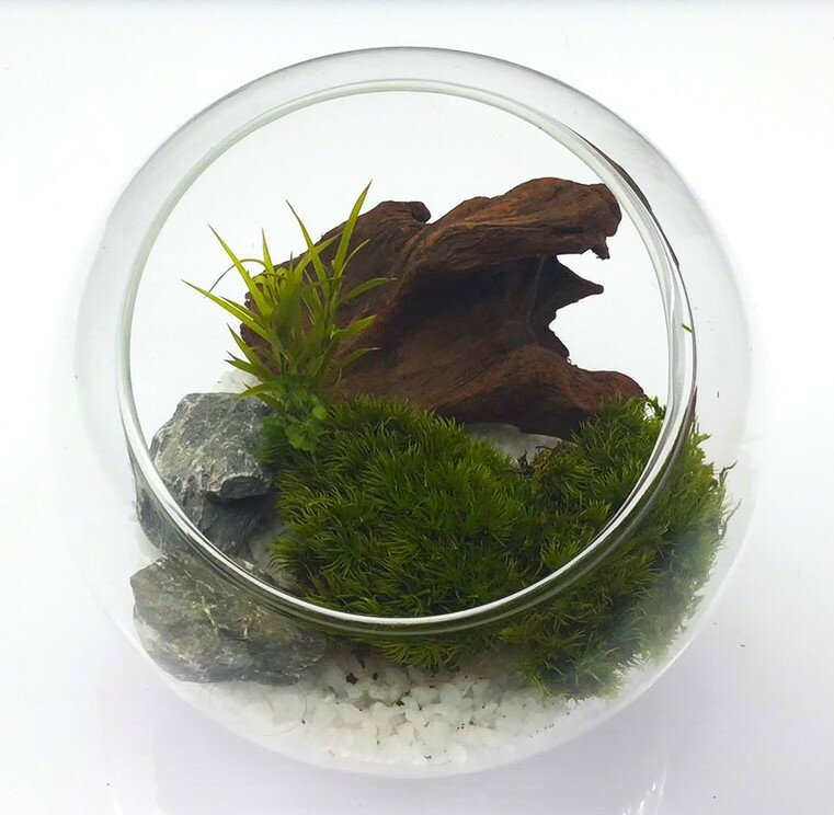 枯れない苔テラリウム 苔プリ 12cmウッドホワイト／パレット（Palette）