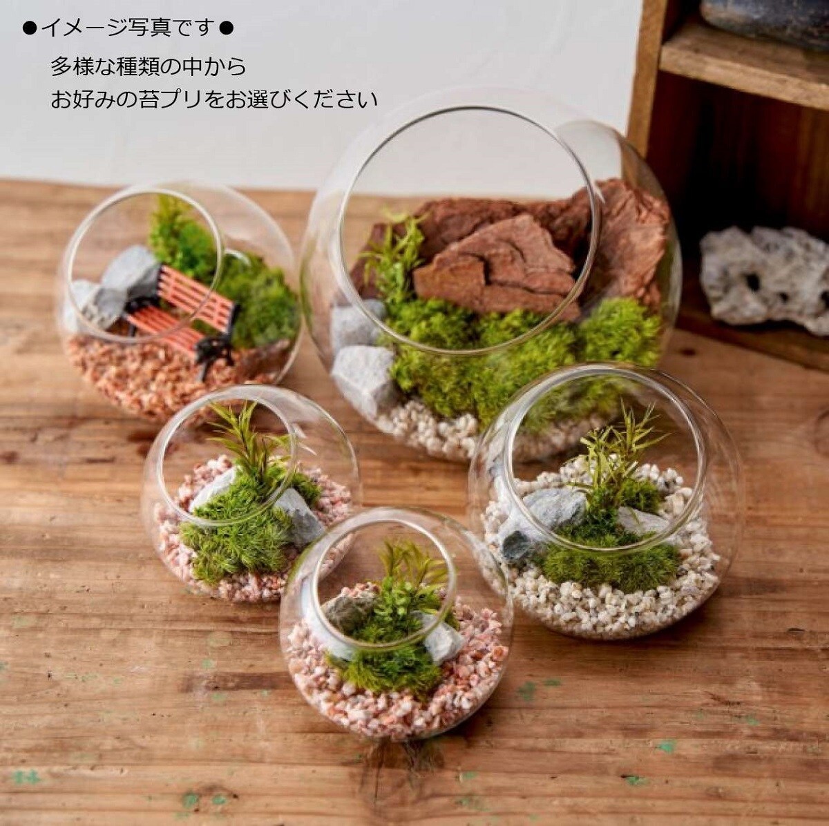 枯れない苔テラリウム 苔プリ8.5cmホワイト／パレット（Palette）