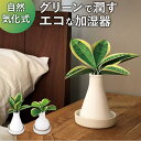 Beauwell ビーウェル SuPot 観葉加湿器/バックヤードファミリー(BACKYARD FAMILY)