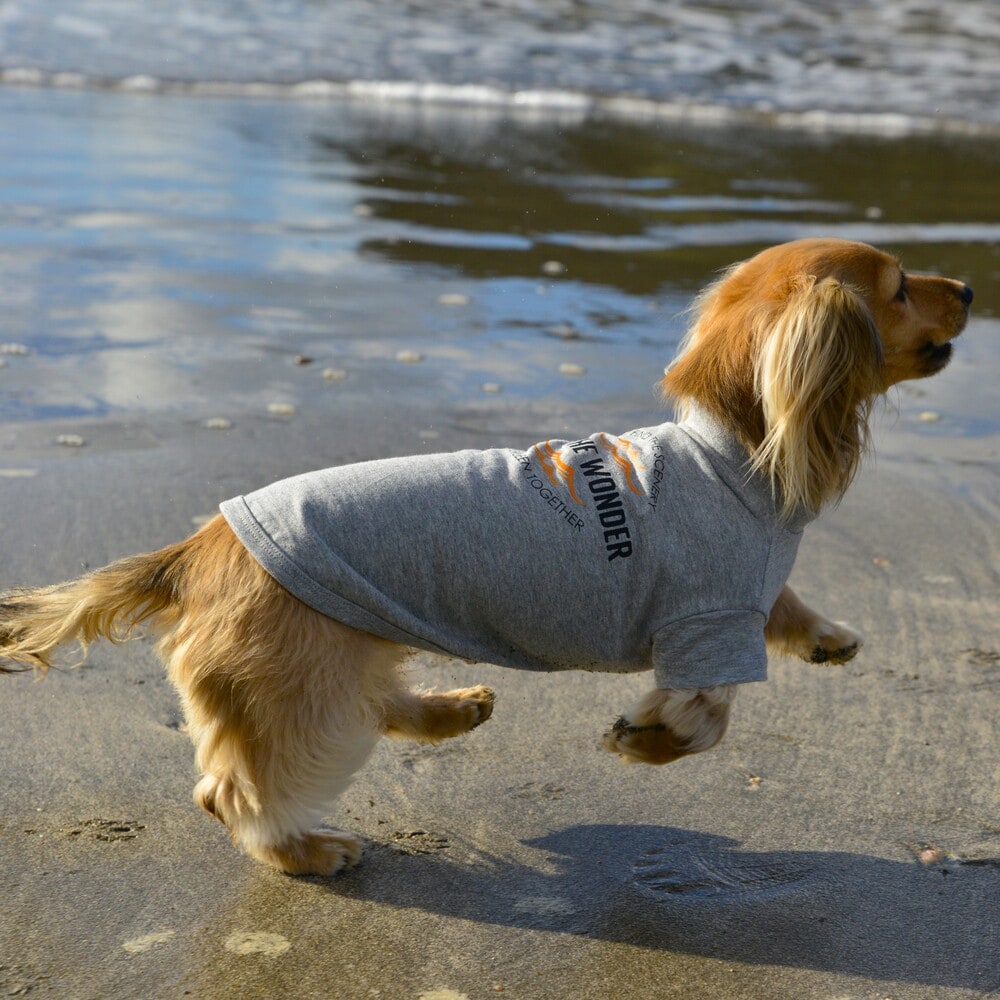 ݰʥޥ륤˳ŷԾŹ㤨LGE545 󥿡֡ץȡեåT ߥ˥奢åեѡGEWALKˡפβǤʤ2,750ߤˤʤޤ