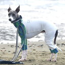 LGE544 プロテクト ロンパース ラッシュガード ハウンド犬用/ジウォーク(GEWALK)
