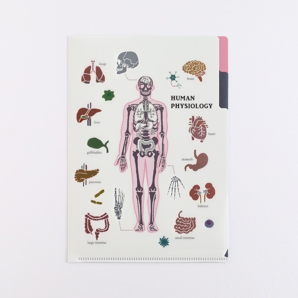 A5ポケットクリアファイル（人類生物学）／スタディホリック（STUDY HOLIC）