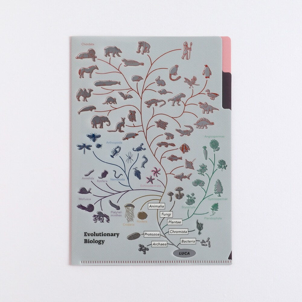 A5ポケットクリアファイル（進化生物学）／スタディホリック（STUDY HOLIC）