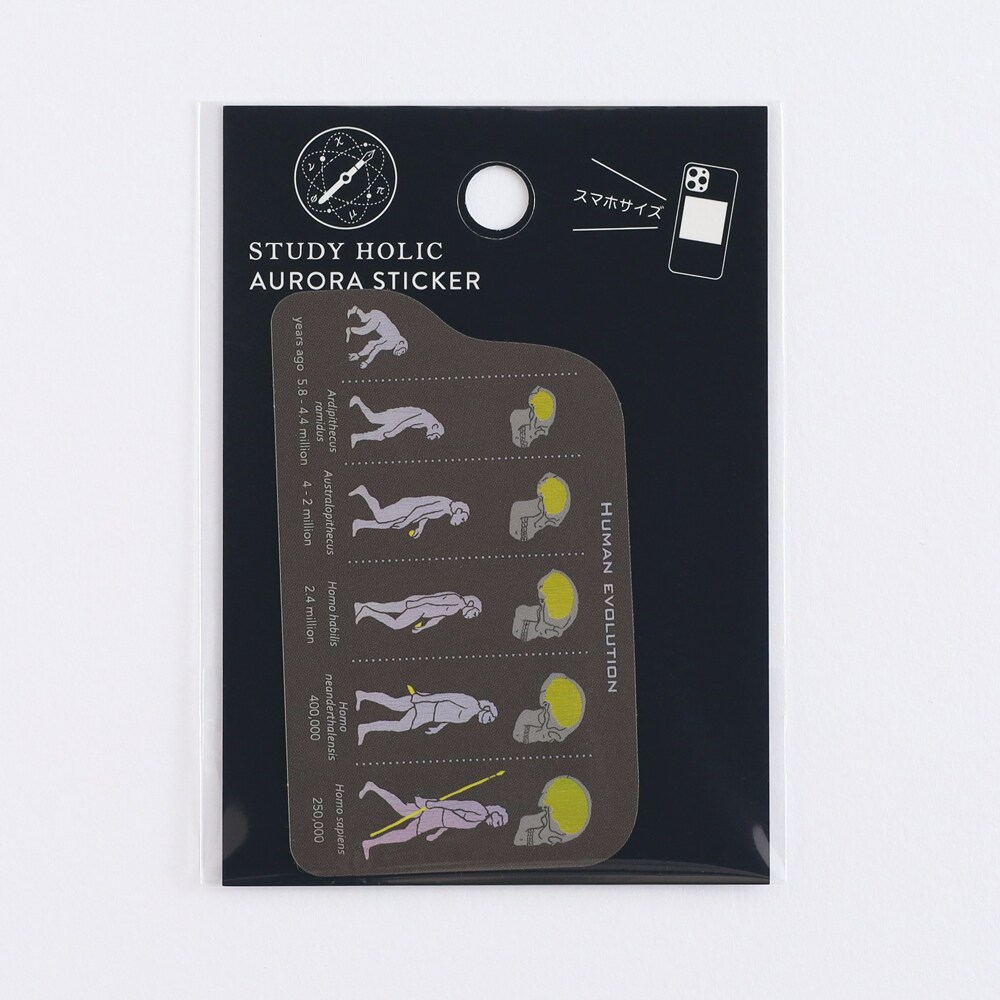オーロラステッカー（進化生物学/人類）／スタディホリック（STUDY HOLIC）