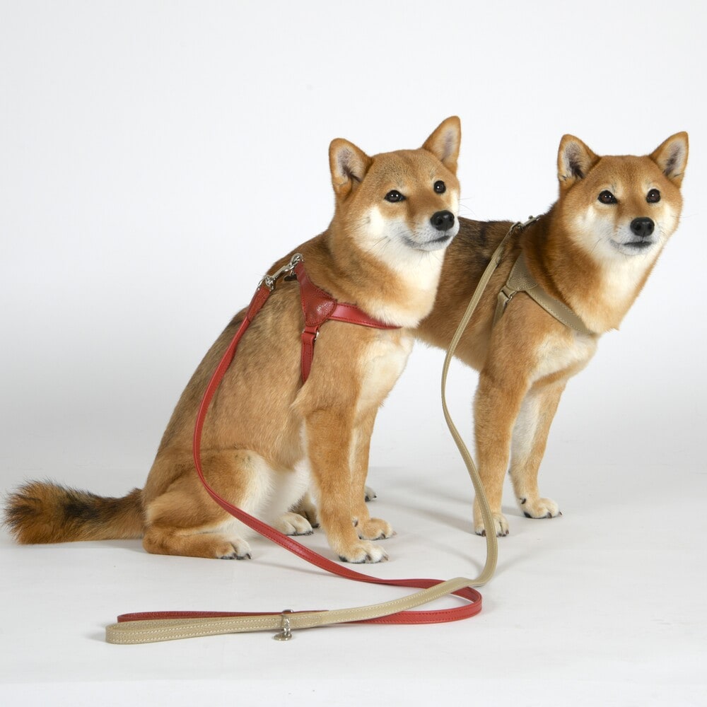 LDV312 マルゴット　ソフト　レザー　リーシュ　110 【M】 イタリアンレザー　リード／ダウィンチ（Da Vinci）