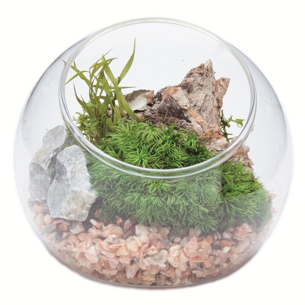 [型番:11185KP]お手入れ不要の苔テラリウム「苔プリ」。本物の苔（国産）に特殊な保存加工（プリザーブド加工）を施して、自然な風合いに色染めした商品です。お手軽なインテリアとして癒しの空間を長くお楽しみいただけます。ご注意：プリザーブド加工品のため、劣化・退色・変質の原因となる霧吹きや水やりは絶対にしないでください。手で触れるとグリーン色がつく場合がありますが、石鹸で洗い落としてください。苔は自然物の加工品となりますので、形状・ボリューム感・色調・風合い等の個体差がございます。また採取場所により他の苔が若干混じり合う場合もあります。苔には、土・木片・枯葉・小石・埃等の付着・混入がございます。染料が表面から滲む場合があります。衣類・家具・壁紙等に色移りする恐れがありますので、ご使用の際には充分ご注意下さい。自然物の加工品となりますので、苔本来のにおいが若干します。使用している石、ウッドチップ、砂 利、流木は自然物につき個体差があります。■カラー：**商品サイズ：約8×8×H7cm パッケージサイズ：W10.4×D10.4×H10.7cm※(　)で表記されている数字はヌードサイズです。ヌードサイズとは衣服を身につけない身体のサイズです。お客様ご自身の身体サイズと比較してお選びください。 ■素材： 容器：ガラス 内容物：プリザーブドモス プリザーブドグリーン ウッド 砂利 ■お手入： お手入れ不要です。劣化・退色・変質の原因となりますので水やり、霧吹きは絶対にしないで下さい。&nbsp;&nbsp;>>商品のお取り扱い方法 ■原産国： 日本枯れない苔テラリウム 苔プリ8cmウッド ローズピンク／パレット（Palette）**画面上と実物では、多少色具合が異なって見える場合がございます。