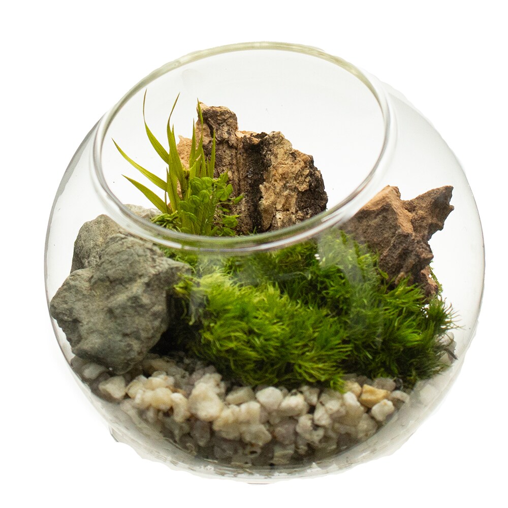 [型番:11186KP]お手入れ不要の苔テラリウム「苔プリ」。本物の苔（国産）に特殊な保存加工（プリザーブド加工）を施して、自然な風合いに色染めした商品です。お手軽なインテリアとして癒しの空間を長くお楽しみいただけます。ご注意：プリザーブド加工品のため、劣化・退色・変質の原因となる霧吹きや水やりは絶対にしないでください。手で触れるとグリーン色がつく場合がありますが、石鹸で洗い落としてください。苔は自然物の加工品となりますので、形状・ボリューム感・色調・風合い等の個体差がございます。また採取場所により他の苔が若干混じり合う場合もあります。苔には、土・木片・枯葉・小石・埃等の付着・混入がございます。染料が表面から滲む場合があります。衣類・家具・壁紙等に色移りする恐れがありますので、ご使用の際には充分ご注意下さい。自然物の加工品となりますので、苔本来のにおいが若干します。使用している石、ウッドチップ、砂 利、流木は自然物につき個体差があります。■カラー：**商品サイズ：約8×8×H7cm パッケージサイズ：W10.4×D10.4×H10.7cm※(　)で表記されている数字はヌードサイズです。ヌードサイズとは衣服を身につけない身体のサイズです。お客様ご自身の身体サイズと比較してお選びください。 ■素材： 容器：ガラス 内容物：プリザーブドモス プリザーブドグリーン ウッド 砂利 ■お手入： お手入れ不要です。劣化・退色・変質の原因となりますので水やり、霧吹きは絶対にしないで下さい。&nbsp;&nbsp;>>商品のお取り扱い方法 ■原産国： 日本枯れない苔テラリウム 苔プリ8cmウッド ナチュラル／パレット（Palette）**画面上と実物では、多少色具合が異なって見える場合がございます。