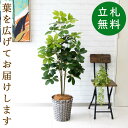 フェイクグリーン シェフレラ H約130cm 鉢付き / 人工観葉植物 観葉植物 フェイク 造花 店舗 装飾 開店 開業 移転 祝い ギフト プレゼント おしゃ...