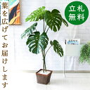 人工 観葉植物 フェイク グリーン モンステラ H約125cm 店舗 装飾 開店 開業 移転 祝い ギフト プレゼント 住宅展示場 モデルハウス オフィス 