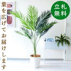 人工観葉植物 フェイクグリーン アレカパーム H約155cm [お祝い立札無料] 観葉植物 フェイク 造花 開店祝い 開業祝い お祝い おしゃれ インテリア 住宅展示場 店舗【PG165-A265WH アレカパーム H約155cm/ポリプロピレン鉢 】