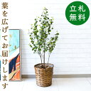 フェイクグリーン フィカス ベンジャミン バロックポット H約100cm 鉢付き / 人工観葉植物 観葉植物 フェイク 造花 店舗 装飾 開店 開業 移転 祝い...