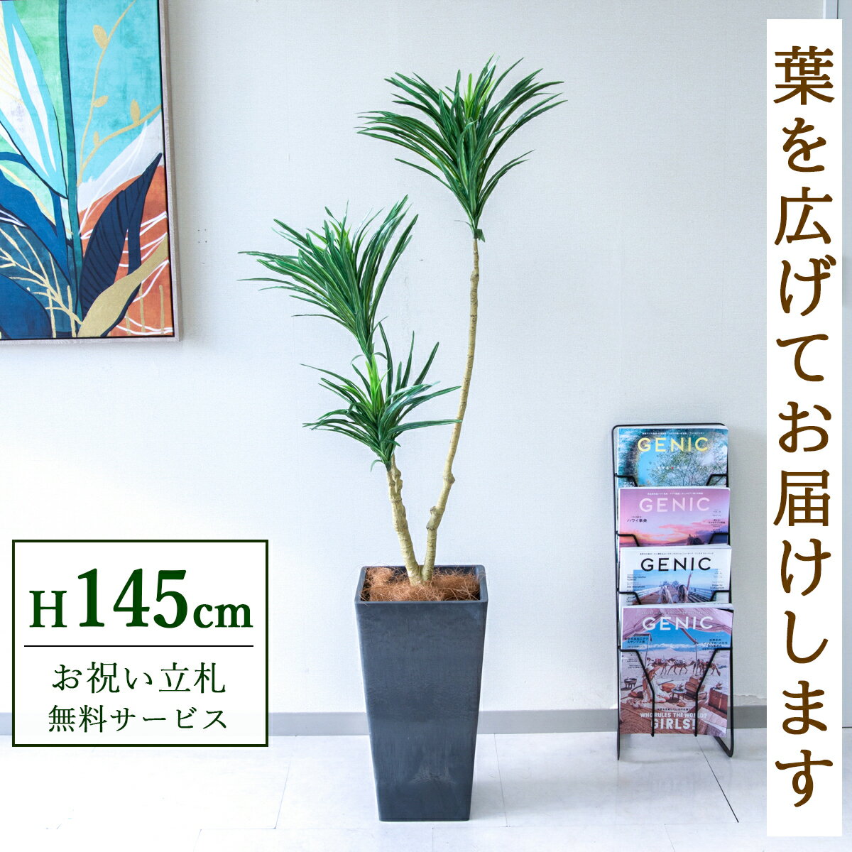 フェイクグリーン 観葉植物 人工観葉植物 ドラセナ 145cm 鉢付き / 立札無料 送料無料 法人・開店祝い 店舗・オフィス装飾 空間演出 造花/PG173-Q25BK