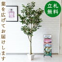 フェイクグリーン フィカス ベンジャミン H約165cm 鉢付き / 人工観葉植物 観葉植物 フェイク 造花 店舗 装飾 開店 開業 移転 祝い ギフト プレゼント おしゃれ 住宅展示場 モデルハウス オフィス 立札無料 /PG186(4)