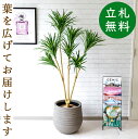 フェイクグリーン ドラセナコンシネ H約155cm 鉢付き / 人工観葉植物 観葉植物 フェイク 造花 店舗 装飾 開店 開業 移転 祝い ギフト プレゼント ...