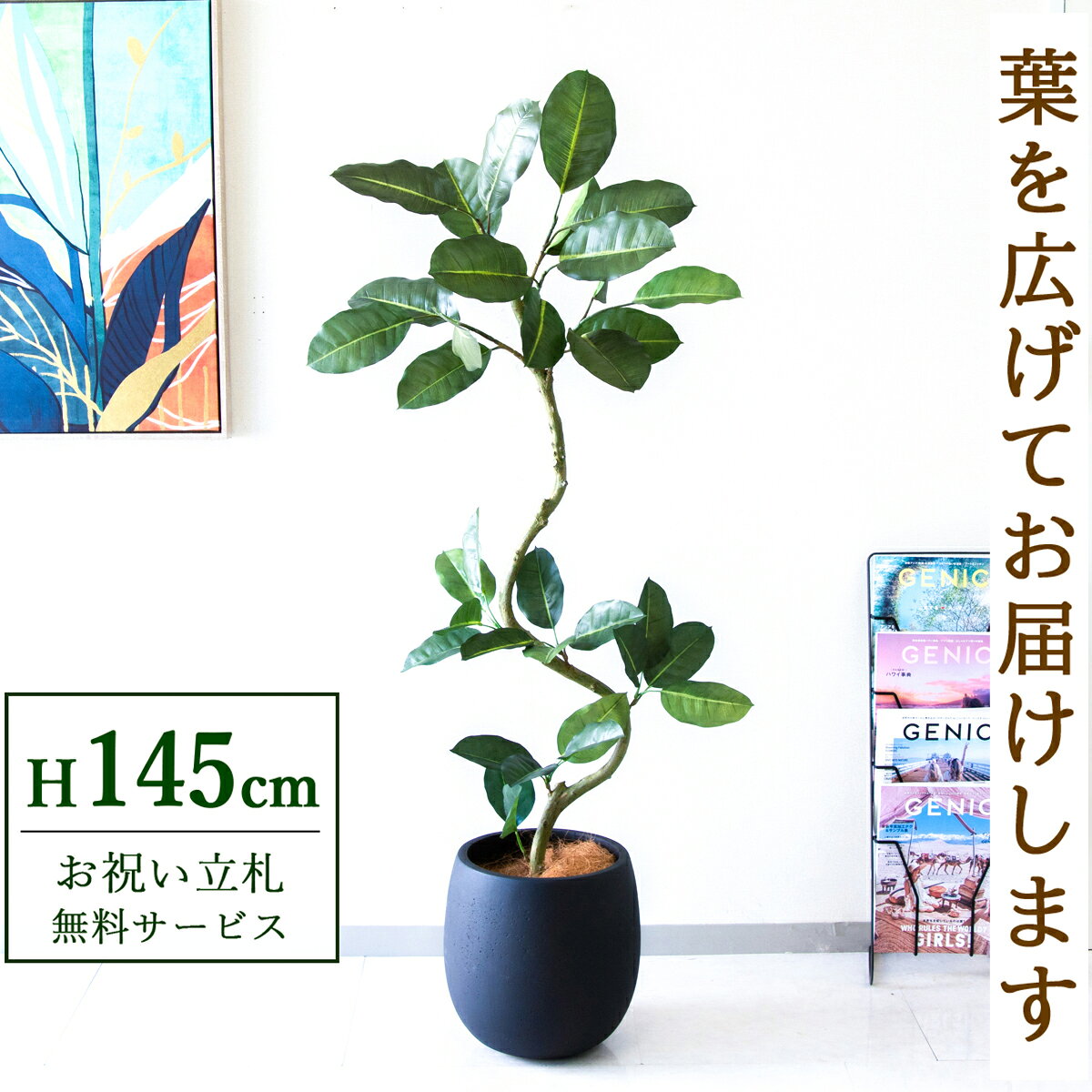 商品情報 (PG1003-BAL30BK)高さ：H約145cm 鉢サイズ：Φ約30cm/H約30cm鉢材質：FRP鉢 ご利用案内 詳細はこちらからご確認ください 商品について ■「永久の幸せ」を誓う、フィカス（ゴムの木） 肉厚で艶のある楕円形の葉が特徴のフィカス類は、別名「ゴムの木」として親しまれている観葉植物の代表格です。花言葉は「永久の幸せ」。その素晴らしい意味から、結婚祝いや新築祝い、パートナーとの記念日に贈る「幸せの象徴」として絶大な人気を誇ります。 生命力が強く、肉厚な葉は存在感抜群で、置くだけで空間を「モダン」で力強い印象に変えます。風水では、丸みを帯びた葉が「金運」を呼び込み、家の中の気の流れを良くして「明るい未来」へ導くと言われています。男性の部屋や、シックなインテリアにもよく馴染むデザインです。 ■使い勝手No.1のスタンダードサイズ（高さ約【145cm 】） 大きすぎず小さすぎない、オフィスや店舗で最も使いやすい【 スタンダードサイズ 】です。部屋のコーナー（隅）やエントランスに最適で、殺風景な空間に立体感と彩りを与えます。 「開店祝い」や「移転祝い」として最も選ばれている【 定番のサイズ 】でもあり、見栄えの良さと置きやすさのバランスが取れた人気の大きさです。■手間いらずで清潔！フェイクグリーンのメリット本物の植物と違い、日当たりや水やりを気にする必要がありません。窓がない部屋や、地下の店舗、長期休暇があるオフィスでも枯れないので安心です。土を使わないため虫がわかないのも大きなメリット。普段のお手入れは、葉に溜まったホコリを軽く拭くだけでOKです。■「空間装飾」のプロも選ぶデザイン性本物のようなリアルな質感は、インテリアの質を落とさず、空間をワンランク上の雰囲気へ引き上げます。商業施設やモデルルーム、ホテルのロビーなど、高い装飾性が求められるシーンでも多数採用されています。単なる緑化だけでなく、空間を美しく見せる「ディスプレイ」としてご活用ください。■衛生面が気になる場所へのギフトにも土などによる汚れが出ないため、衛生面に厳しい飲食店や病院（クリニック・歯科医院）への贈り物として選ばれています。「開店祝い」や「開業祝い」として、相手先に手入れの手間をかけさせない、気の利いたギフトになります。■「立札」や「メッセージカード」も対応ビジネスシーンでの贈り物に欠かせない「立札（祝い札）」の作成も承っております。フィカス・ベンジャミンどんな場所にも合う定番ドラセナ・ユッカ・幸福の木スタイリッシュでモダンヤシ・アレカ・フェニックス南国リゾート風の空間にモンステラ・オーガスタ・ストレチア存在感のある大きな葉パキラ明るく、開放的な空間シェフレラ・ウンベラータ程よい葉の存在感トネリコ・オリーブ・ツツジ北欧ナチュラルな雰囲気その他個性豊かなグリーンたち〜15,000円〜20,000円〜30,000円〜50,000円50,001円〜
