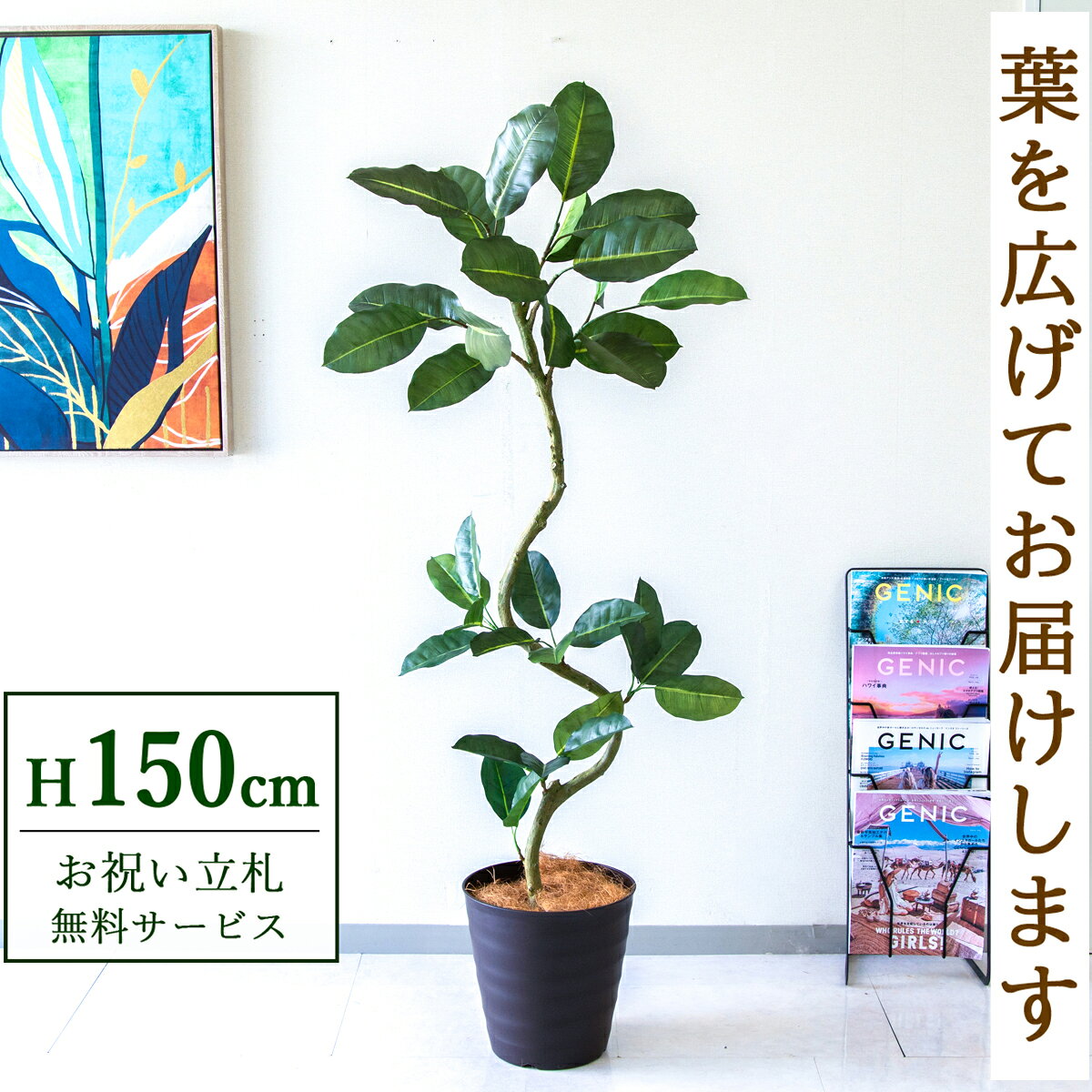 �ե��������꡼�� ���տ�ʪ �͹����տ�ʪ �ե����� ������� 150cm ȭ�դ� / Ω��̵�� ����̵�� ˡ�͡���Ź�ˤ� Ź�ޡ����ե������� ���ֱ�� ¤��/PG1003-M27DB