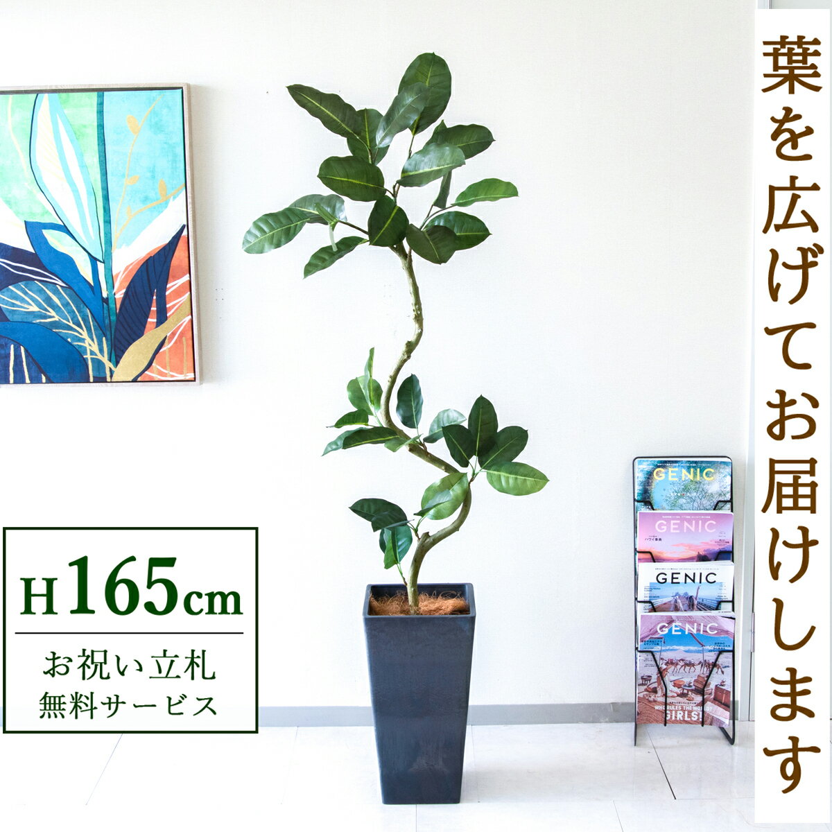 �ե��������꡼�� ���տ�ʪ �͹����տ�ʪ �ե����� ������� 165cm ȭ�դ� / Ω��̵�� ����̵�� ˡ�͡���Ź�ˤ� Ź�ޡ����ե������� ���ֱ�� ¤��/PG1003-Q25BK