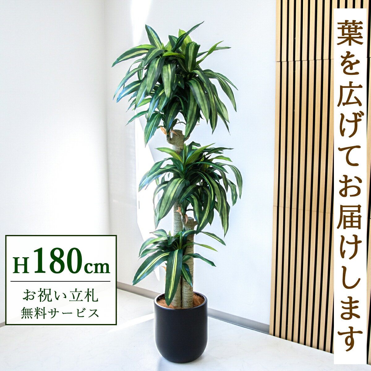 楽天市場】幸福の木 180センチの通販