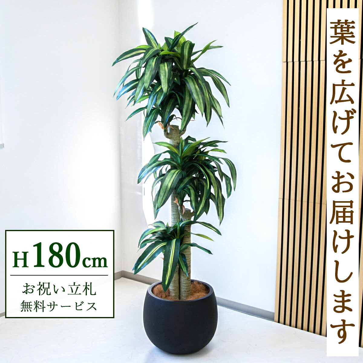 Rakuten - フェイクグリーン 観葉植物 人工観葉植物 幸福の木 ドラセナ マッサンゲアナ 大型 180cm 鉢付き / 立札無料 送料無料 法人・開店祝い 店舗・オフィス装飾 空間演出 造花/PG1011-D42BK
