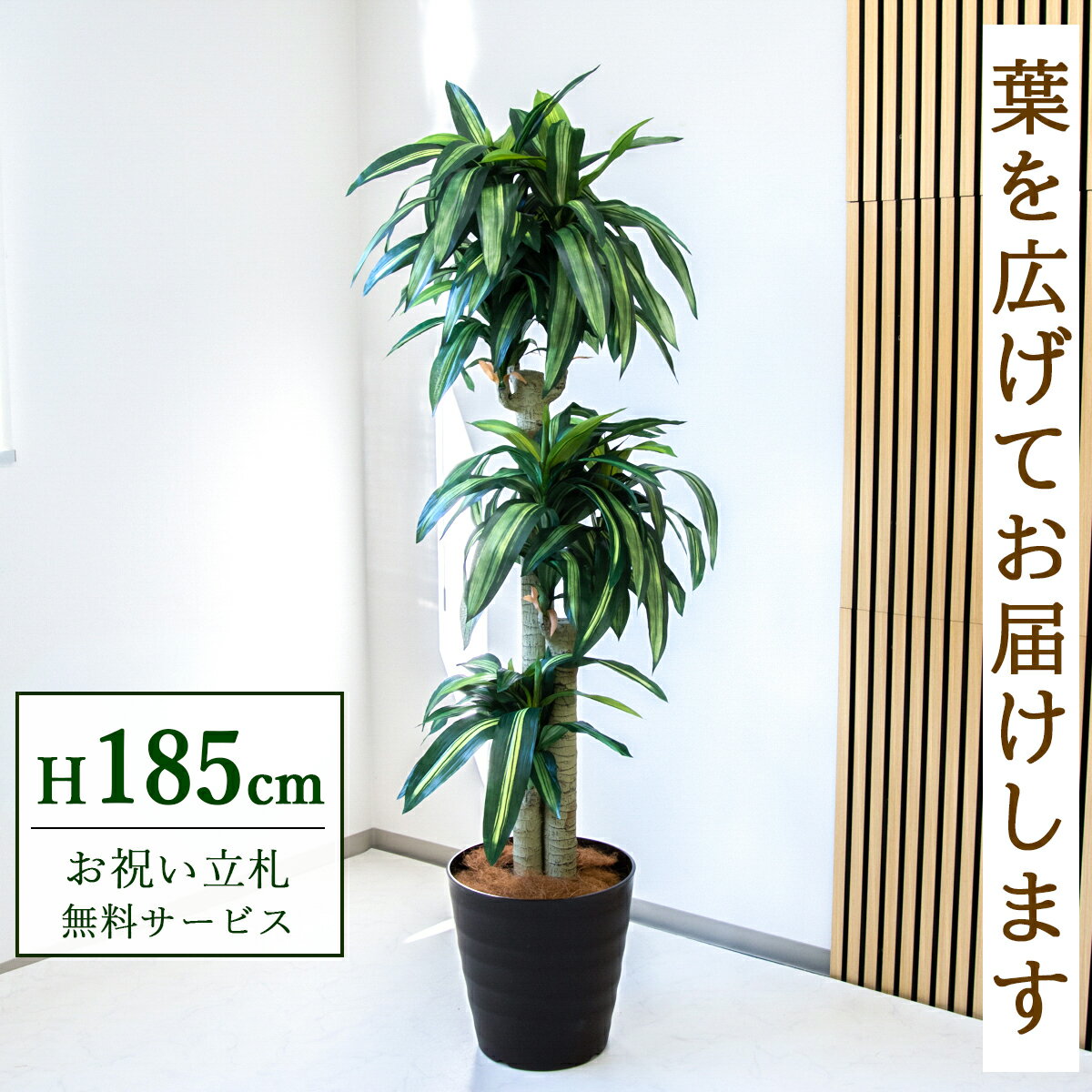 ★立札無料★【すぐ飾れる】 フェイクグリーン 人工観葉植物 幸福の木 ドラセナ マッサンゲアナ 185cm 大型 鉢付き / 法人・開店祝い 店舗・オフィス装飾 空間演出 造花/PG1011-M36DB