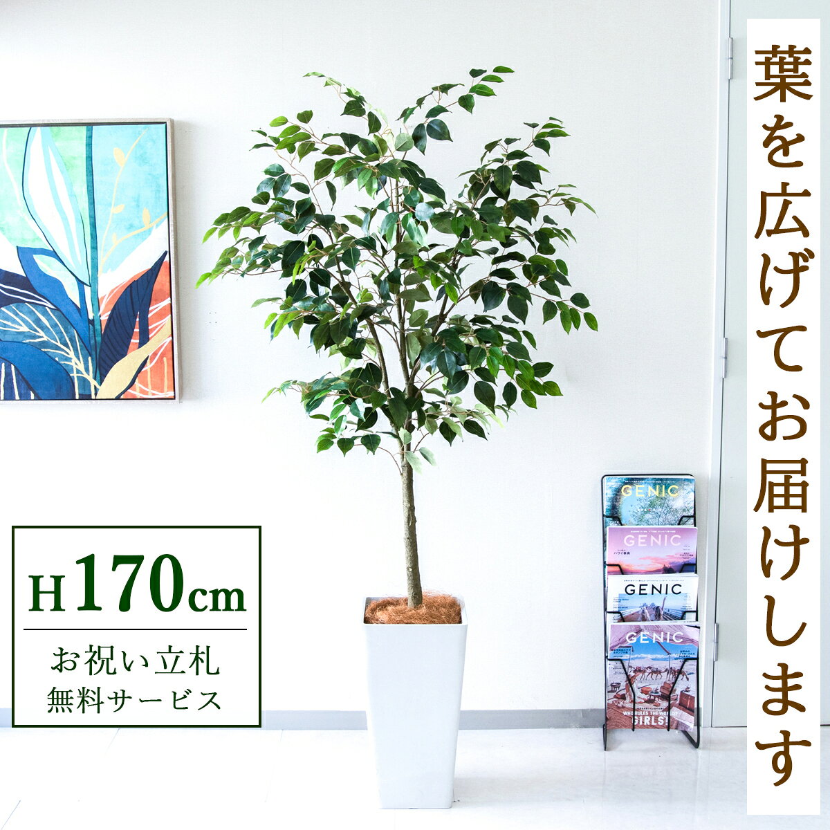 Rakuten - フェイクグリーン 観葉植物 人工観葉植物 フィカス ベンジャミン 大型 170cm 鉢付き / 立札無料 送料無料 法人・開店祝い 店舗・オフィス装飾 空間演出 造花/PG1012-Q25WH