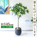 フェイクグリーン パキラ H約145cm 鉢付き / 人工観葉植物 観葉植物 フェイク 造花 店舗 装飾 開店 開業 移転 祝い ギフト プレゼント おしゃれ ...