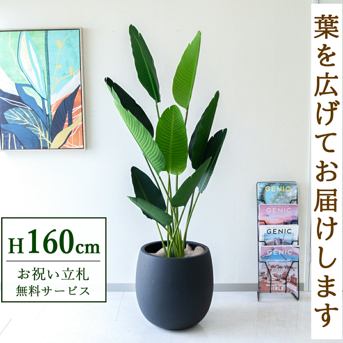 商品情報 (PG208-BAL42BK)高さ：H約160cm 鉢サイズ：Φ約42cm/H約42cm鉢材質：FRP鉢 ご利用案内 詳細はこちらからご確認ください 商品について ■リゾート感を演出する、迫力の葉「オーガスタ」 バナナの葉のような、大きくて丸い葉が特徴のオーガスタ（ストレチア・ニコライ）は、そのダイナミックな姿から「トロピカル」で開放的な雰囲気を演出する人気の植物です。置くだけで、まるで「リゾートホテル」のロビーのような、ラグジュアリーでゆったりとした空間を作ります。 花言葉は「輝かしい未来」や「温かい心」。これからの発展を願う縁起の良い意味を持つため、新しいオフィスへの「移転祝い」や店舗の「開店祝い」として定番のギフトです。風水では、丸い大きな葉が人間関係の「調和」をもたらし、気持ちを「リラックス」させてくれると言われています。 ■存在感抜群！空間の主役になる（高さ約【 160cm 】） 大人の身長と同じくらいの高さがあるため、置くだけで空間の主役になれる【 大型サイズ 】です。立った状態での目線の高さ（アイレベル）に緑が来るため、殺風景になりがちな廊下やエレベーターホール、入り口周りの印象をガラッと変えることができます。■手間いらずで清潔！フェイクグリーンのメリット本物の植物と違い、日当たりや水やりを気にする必要がありません。窓がない部屋や、地下の店舗、長期休暇があるオフィスでも枯れないので安心です。土を使わないため虫がわかないのも大きなメリット。普段のお手入れは、葉に溜まったホコリを軽く拭くだけでOKです。■「空間装飾」のプロも選ぶデザイン性本物のようなリアルな質感は、インテリアの質を落とさず、空間をワンランク上の雰囲気へ引き上げます。商業施設やモデルルーム、ホテルのロビーなど、高い装飾性が求められるシーンでも多数採用されています。単なる緑化だけでなく、空間を美しく見せる「ディスプレイ」としてご活用ください。■衛生面が気になる場所へのギフトにも土などによる汚れが出ないため、衛生面に厳しい飲食店や病院（クリニック・歯科医院）への贈り物として選ばれています。「開店祝い」や「開業祝い」として、相手先に手入れの手間をかけさせない、気の利いたギフトになります。■「立札」や「メッセージカード」も対応ビジネスシーンでの贈り物に欠かせない「立札（祝い札）」の作成も承っております。フィカス・ベンジャミンどんな場所にも合う定番ドラセナ・ユッカ・幸福の木スタイリッシュでモダンヤシ・アレカ・フェニックス南国リゾート風の空間にモンステラ・オーガスタ・ストレチア存在感のある大きな葉パキラ明るく、開放的な空間シェフレラ・ウンベラータ程よい葉の存在感トネリコ・オリーブ・ツツジ北欧ナチュラルな雰囲気その他個性豊かなグリーンたち〜15,000円〜20,000円〜30,000円〜50,000円50,001円〜