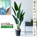 フェイクグリーン オーガスタ H約150cm 鉢付き / 人工観葉植物 観葉植物 フェイク 造花 店舗 装飾 開店 開業 移転 祝い ギフト プレゼント おしゃ...
