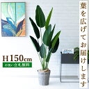 フェイクグリーン オーガスタ H約150cm 鉢付き / 人工観葉植物 観葉植物 フェイク 造花 店舗 装飾 開店 開業 移転 祝い ギフト プレゼント おしゃ...