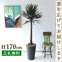 人工 観葉植物 フェイク グリーン ユッカアロイフィリア H約170cm 大型 店舗 装飾 開店 開業 移転 祝い ギフト プレゼント 住宅展示場 モデルハウス オフィス [お祝い立札無料]【PG218-Z31DB ユッカアロイフィリア H約170cm/プラスチック樹脂鉢】