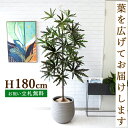 フェイクグリーン アラレアツリー H約180cm 鉢付き / 人工観葉植物 観葉植物 フェイク 造花 大型 大きい 店舗 装飾 開店 開業 移転 祝い ギフト ...
