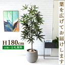 商品情報 H約180cm(鉢サイズ：Φ約40cm/H約37.5cm) ご利用案内詳細はこちらからご確認ください