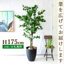 フェイクグリーン オスマンサスツリー H約175cm 鉢付き / 人工観葉植物 観葉植物 フェイク 造花 大型 大きい 店舗 装飾 開店 開業 移転 祝い ギフ...