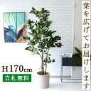 人工 観葉植物 フェイク グリーン クラシックフィカス H約170cm 大型 店舗 装飾 開店 開業 移転 祝い ギフト プレゼント 住宅展示場 モデルハウス オフィス お祝い立札無料 【PG221-H29 クラシックフィカス H約170cm/ポリストーン鉢】