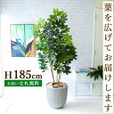 フェイクグリーン シェフレラ H約185cm 鉢付き / 人工観葉植物 観葉植物 フェイク 造花 大型 大きい 店舗 装飾 開店 開業 移転 祝い ギフト プレ...