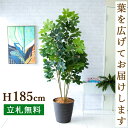 カポック 人工 観葉植物 フェイク グリーン シェフレラ H約185cm 大型 店舗 装飾 開店 開業 移転 祝い ギフト プレゼント 住宅展示場 モデルハウス オフィス [お祝い立札無料]【PG228-M36DB シェフレラ H約185cm/ポリプロピレン鉢 】